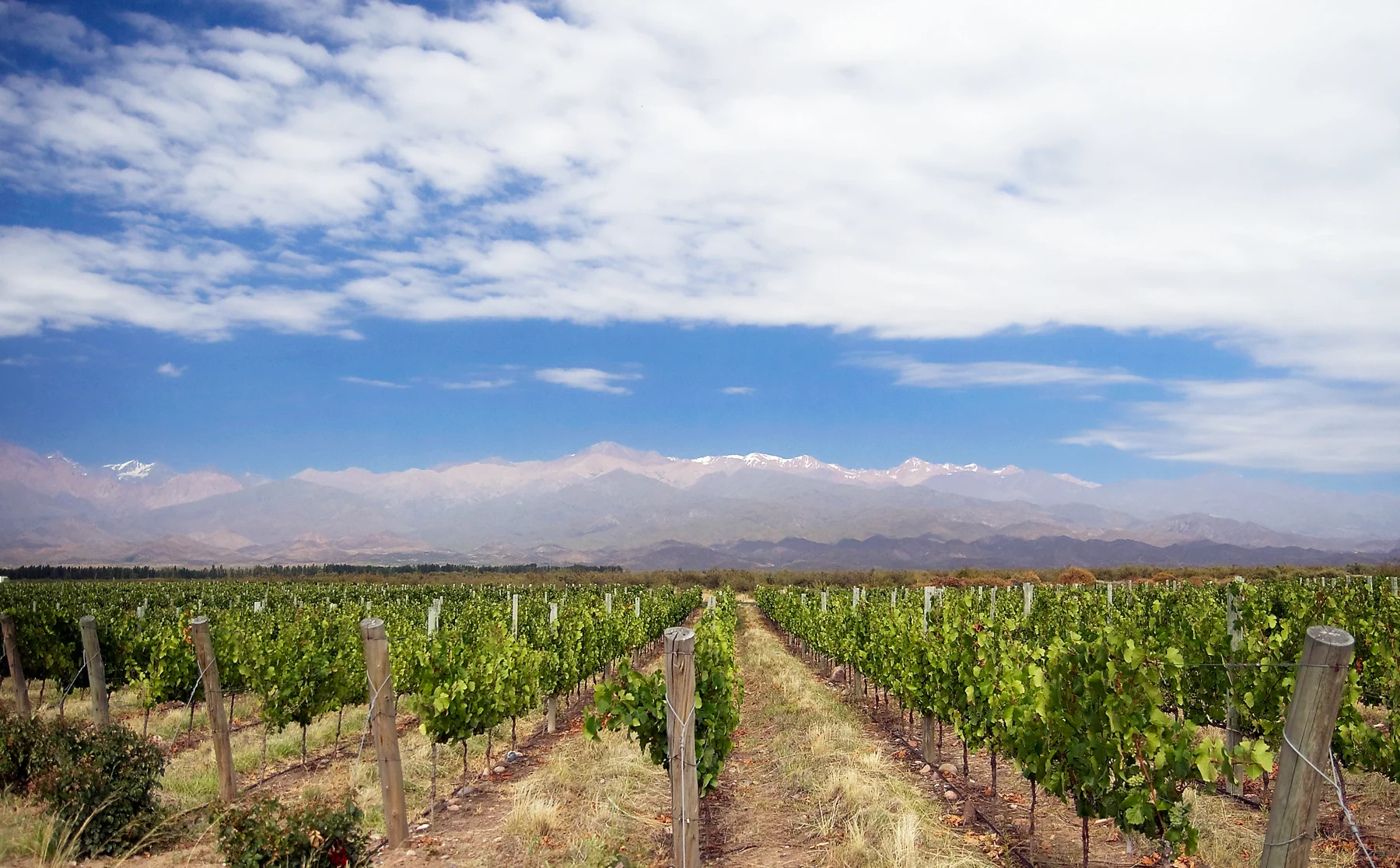 Vineyards at the foot of the Andes, Mendoza